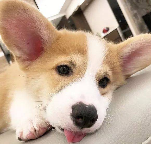 Donut|柯基的长舌头总是放外面,萌得有些犯规,据说是科学散热