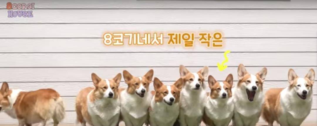 阿泽西|韩国小哥舍弃终身大事，只为养8只柯基！谁能拒绝它们的魅力？