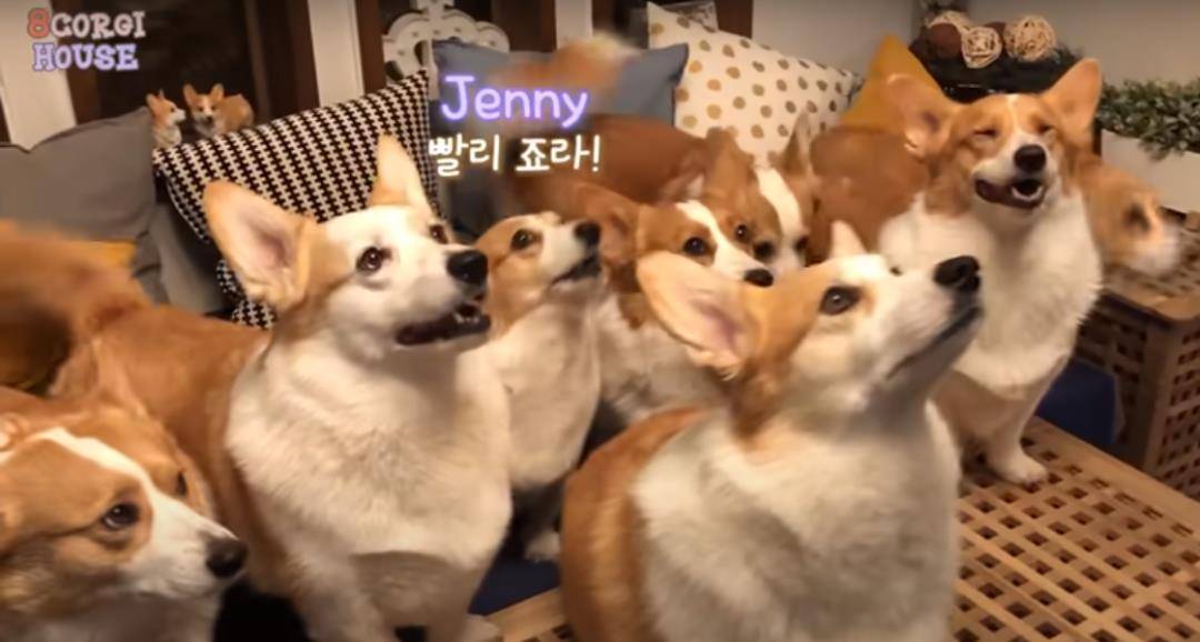 阿泽西|韩国小哥舍弃终身大事，只为养8只柯基！谁能拒绝它们的魅力？