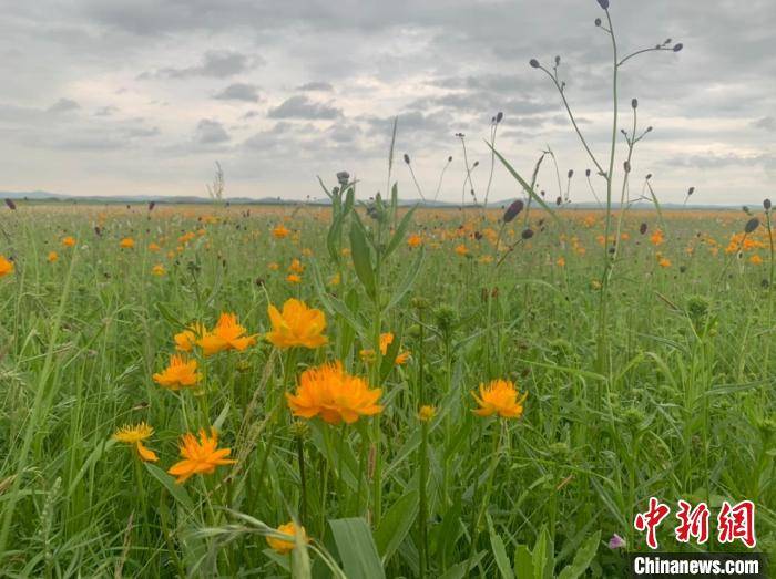 内蒙古金莲川草原花正开最美时节邀客共赏 正蓝旗