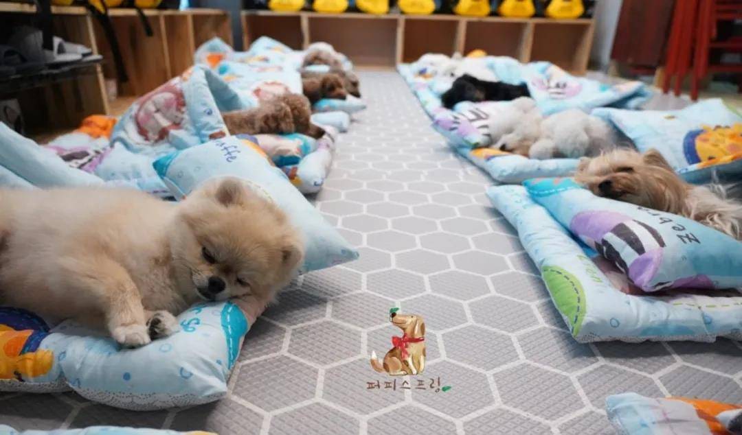 活动|韩国宠物幼儿园开学，狗狗们的新校服萌翻了！还有专属书包口水巾