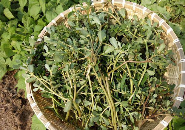 俗称麻绳菜贴地面生长常入侵菜园被嫌弃如今成日常蔬菜