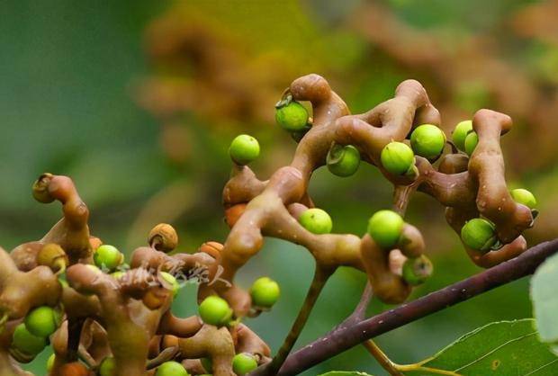 原创这野果,造型奇特,山里见到别只顾拍照,可以多采摘,价值很高