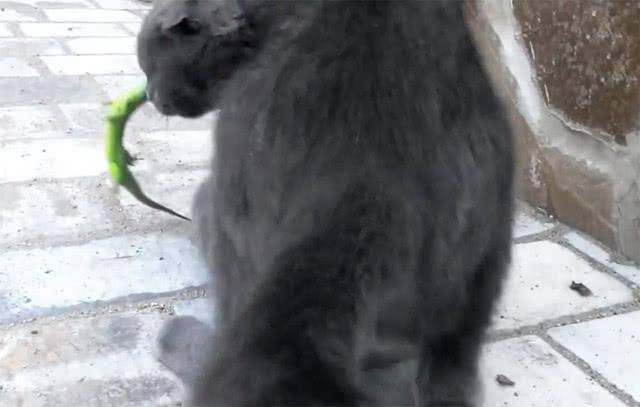 小蓝猫多久会走 f0898b912e564c77b243ca24a8688b4e.jpeg