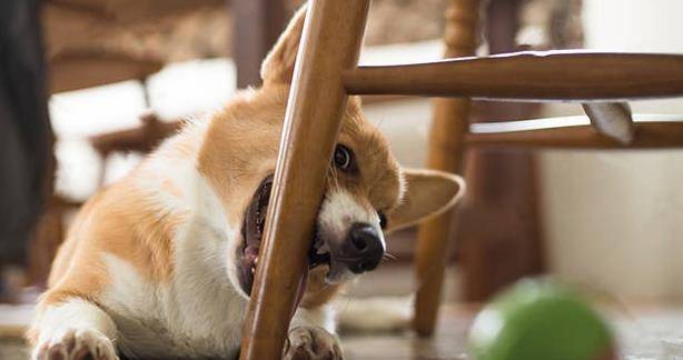精力|养柯基犬的痛，只有养过的宠主才懂