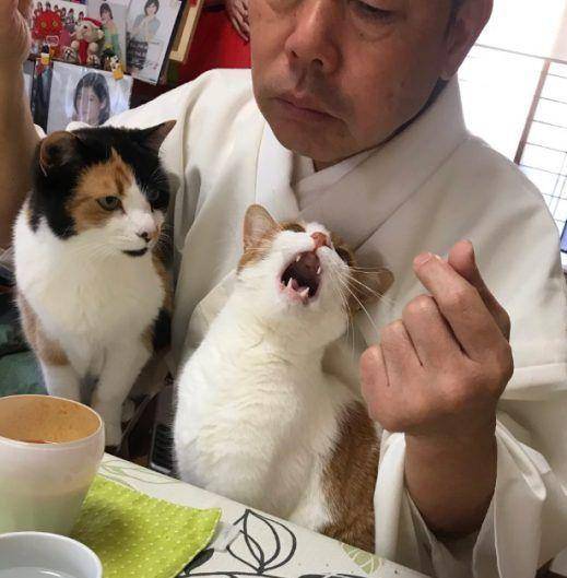 猫咪|骗你养猫系列,养2只猫,就是比养1只猫好