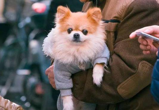 方法|幼犬的性格,活跃或胆小一测就知,你家狗适合你吗?