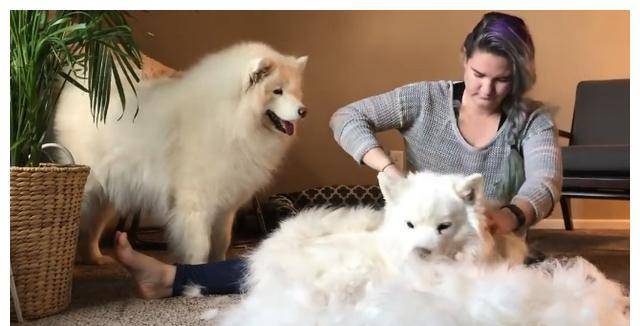 食欲|狗狗最喜欢这7件事,铲屎官多做,它会越来越爱你的