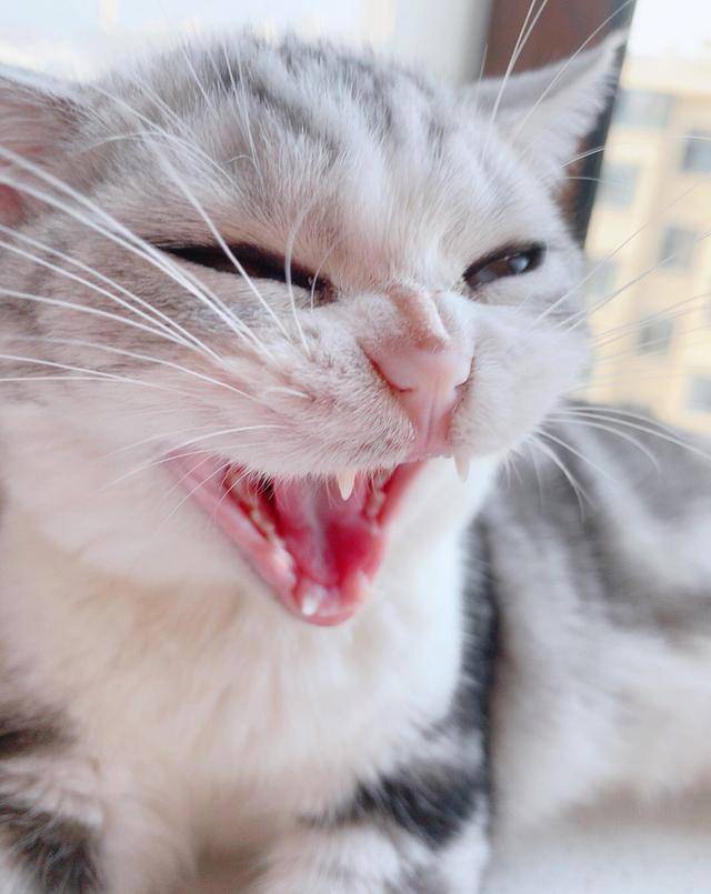 死人|网友说他家的猫咪凶得很！就是奶凶奶凶的，这模样要萌死人了……