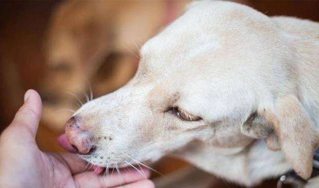 因为|狗狗“爱闻”的几种味道，你身上有，狗子就会黏着你
