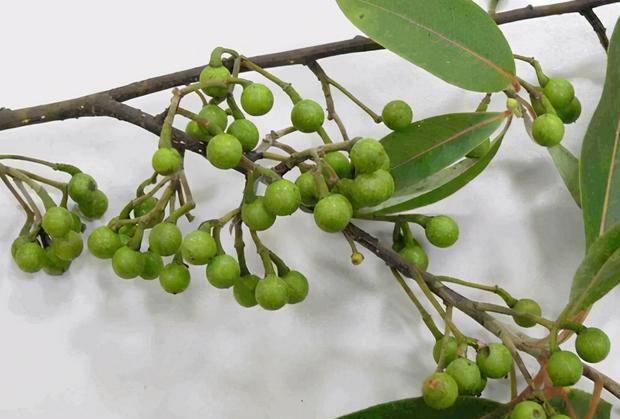原创山胡椒酷似樟树果实闻起来味道上头湖南常用来煮肉特下饭
