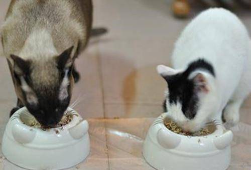 猫咪|骗你养猫系列,养2只猫,就是比养1只猫好