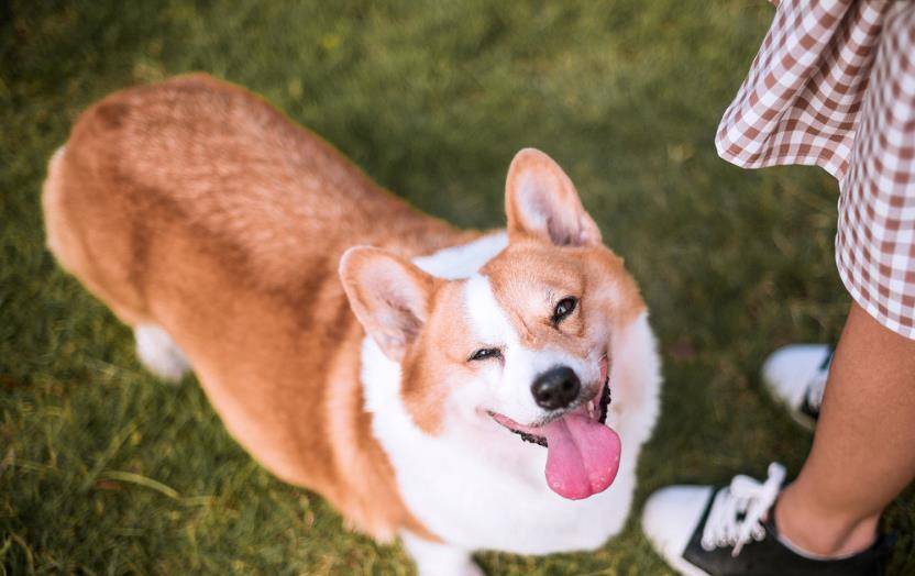 微量元素|想拥有一只“长寿汪”，你要做好这几点！