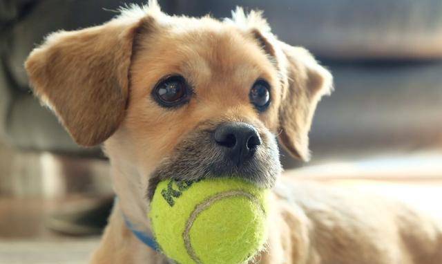 食欲|狗狗最喜欢这7件事,铲屎官多做,它会越来越爱你的