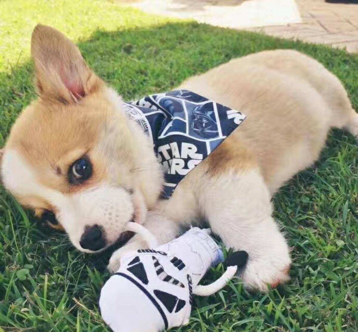 精力|养柯基犬的痛，只有养过的宠主才懂