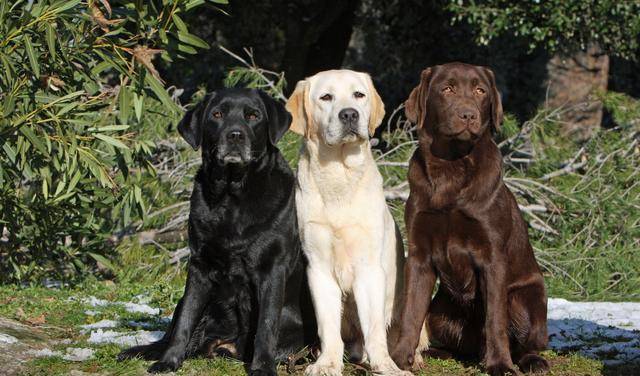 奖励|拉布拉多亲人又好养?但仍需要主人好好训练,该如何养好一只拉拉