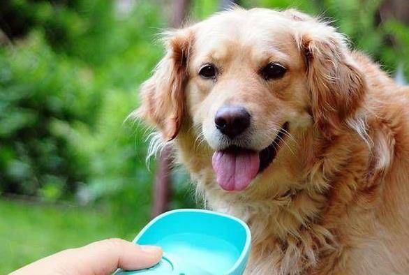 体重|养狗小知识:狗狗每天要喝多少水?