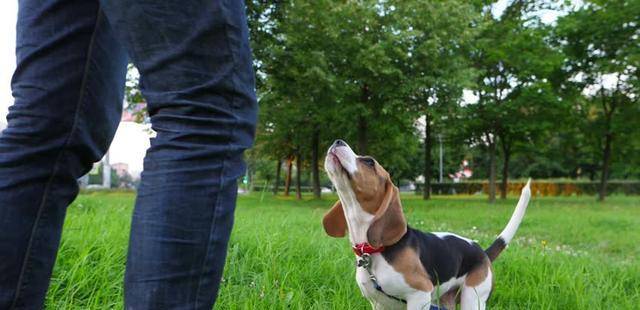 注意力|按网上的训狗方法做,怎么老失败?原因可能出在主人身上