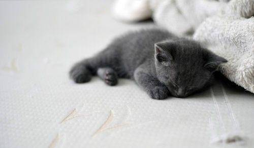 猫咪怎么才能听话 4b01ff61a527465c8480c9844d9cfec9.jpeg