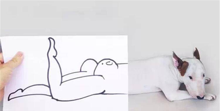 时间选择|如果你还不会给狗狗拍照, 来看看这6点吧!