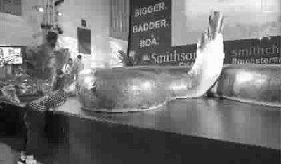 泰坦巨蟒灭绝之谜 61827422329347158d9394483a01188f.jpeg