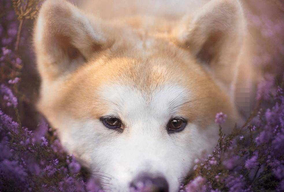 时间|狗狗跟主人特别熟之后, 也会有这3个“不好”, 会让主人抓狂!