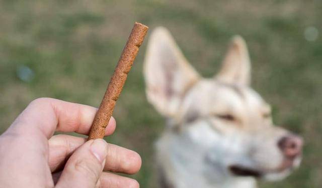 注意力|按网上的训狗方法做,怎么老失败?原因可能出在主人身上