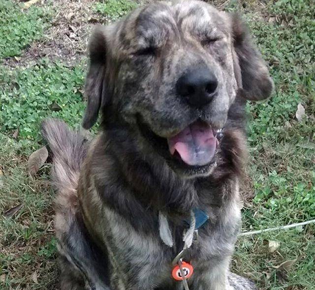 狗狗的舌头有黑色斑点 是病变还是高贵象征 其实是我们想太多了 猎犬