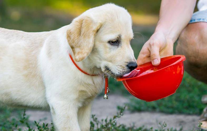 体重|养狗小知识:狗狗每天要喝多少水?