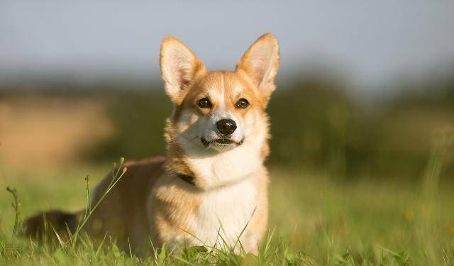 睡眠|柯基犬不能陪睡,让它上床睡觉,绝对会是铲屎官的噩梦