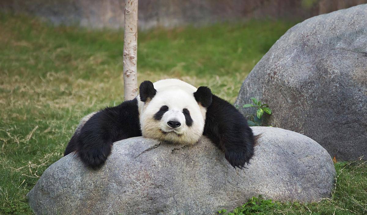 youtube最火的熊猫视频 9cb840bd64084cefb79fa5a90a965057.jpeg