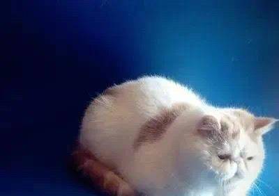 吃喝|主人头疼猫喝水总湿毛，给它穿猫式雨衣，猫费劲半天还是喝不到水