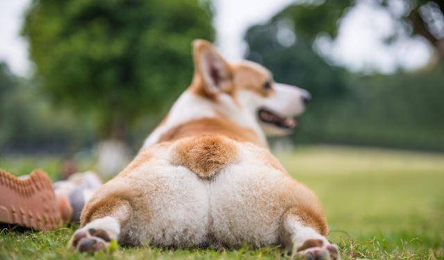 睡眠|柯基犬不能陪睡,让它上床睡觉,绝对会是铲屎官的噩梦