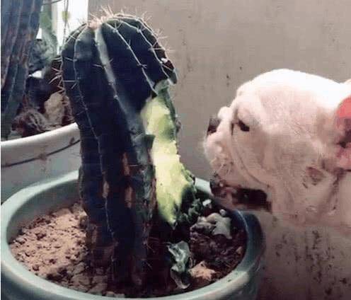 什么|主人上班忘记给宠物喂早餐 狗狗竟然吃了这个 回家开门惊呆了