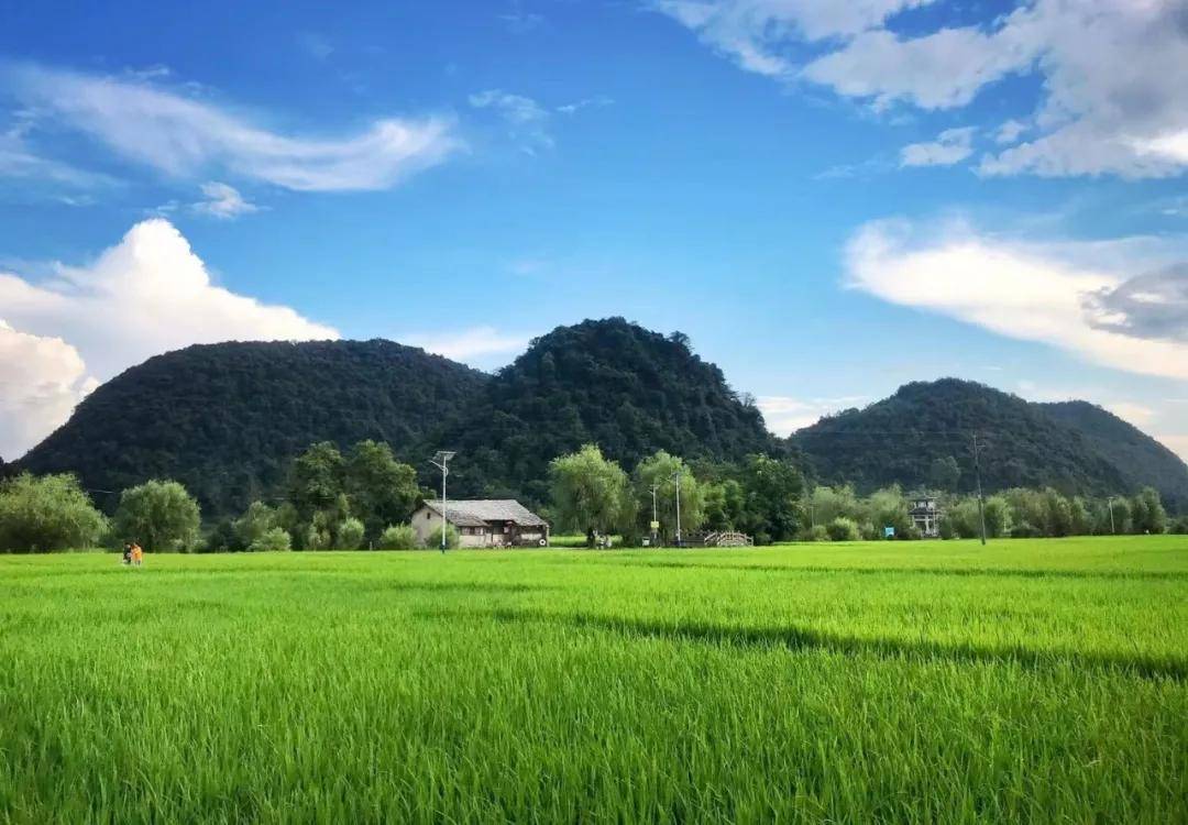 哇~贵州这片夏日稻田也太美了吧！