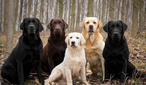 奖励|拉布拉多亲人又好养？但仍需要主人好好训练，该如何养好一只拉拉