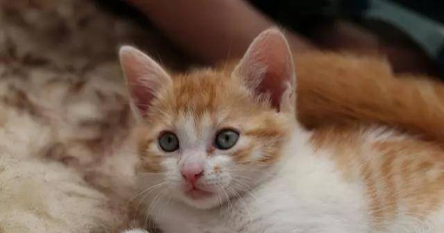 猫咪怎么才能不随便上床 23c9d0eb438746dba74632569accb6b1.jpeg