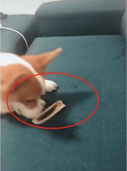 事情|主人：说出来你可能不信，我被一只狗子玩了！狗：铲屎的，听话