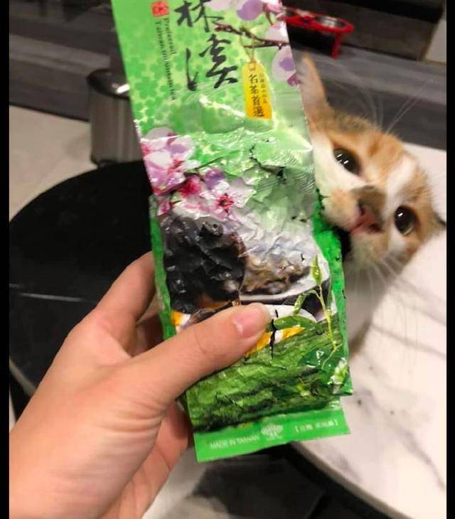生命|主人拿茶叶出来准备泡茶，猫咪却跑过来要吃：想偷吃零食？没门！