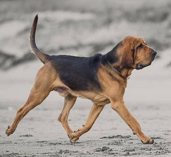 被忽视的5种犬 能力不逊军犬 却被遗忘在乡村里 一大损失 猎犬