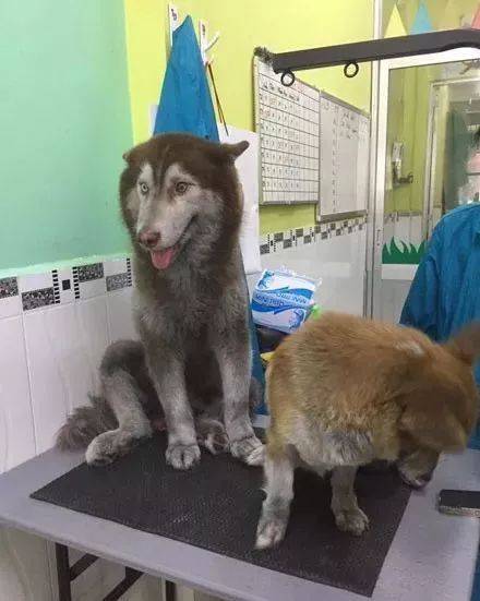 纯种|柯基被二哈拐去玩，画风严重带偏，纯种二哈错不了！