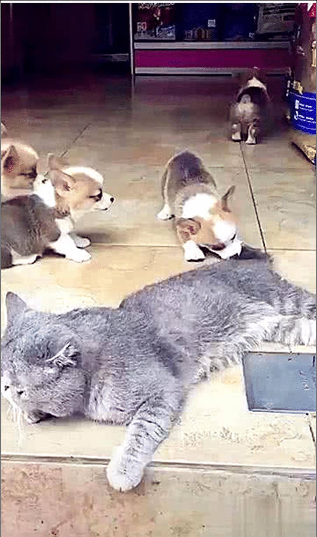 什么|蓝猫正在睡午觉，刚眯眼就感觉有点不对劲，睁眼看清后直接傻眼了