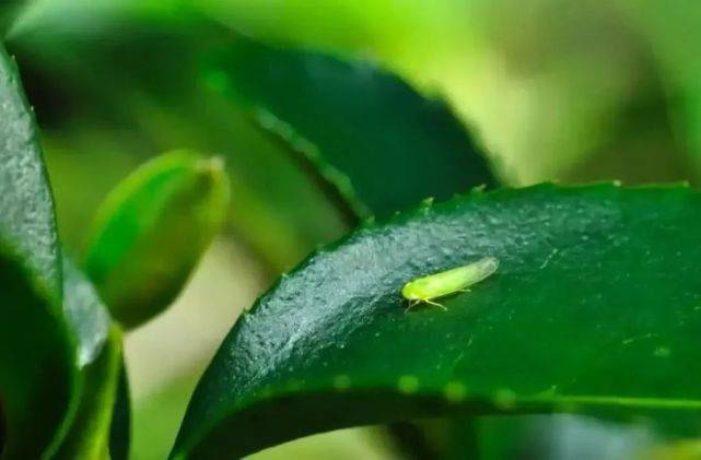 【科学揭秘】茶树"杀手"的抗药性从何而来?_绿叶