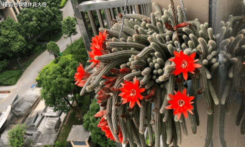 仙人掌科植物白檀 不能小瞧 夏季越晒长得越茂盛 花友