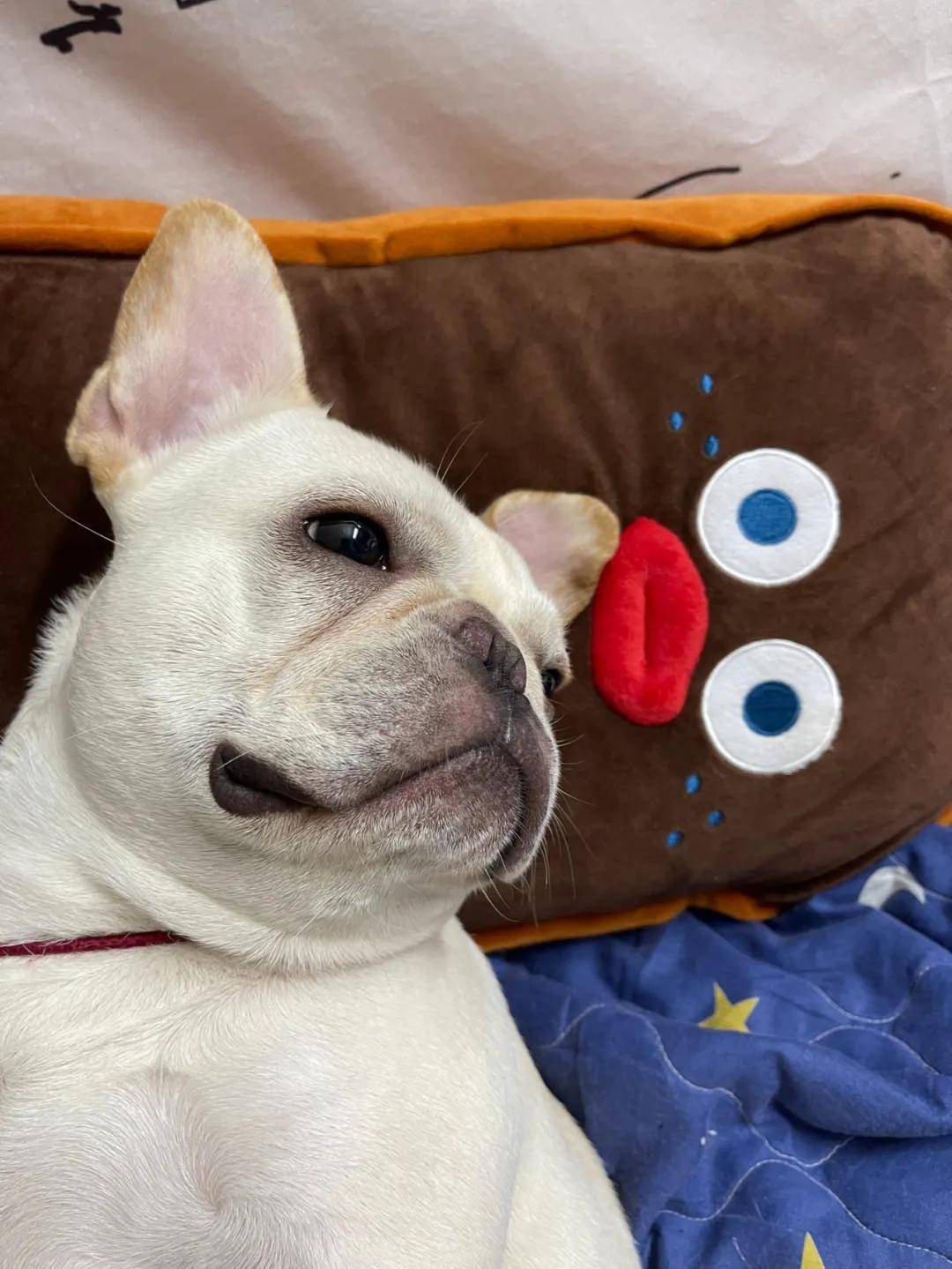 因为|吸完几百只猫猫狗狗,我们从中选出了30只最可爱的给你