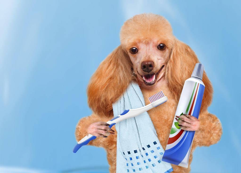 狗为啥会有结石 0f8d653e6ef849d3a74c4d854e6fca37.jpeg