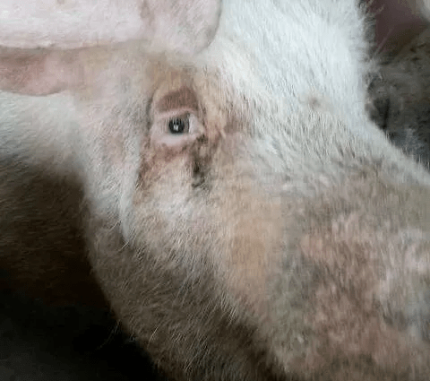 母猪眼屎泪斑是怎么形成的不及时处理会严重影响猪场利益