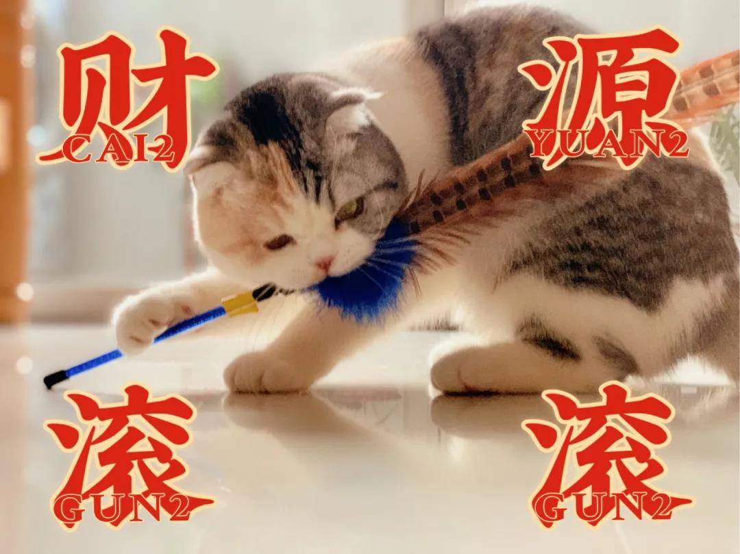 因为|吸完几百只猫猫狗狗,我们从中选出了30只最可爱的给你
