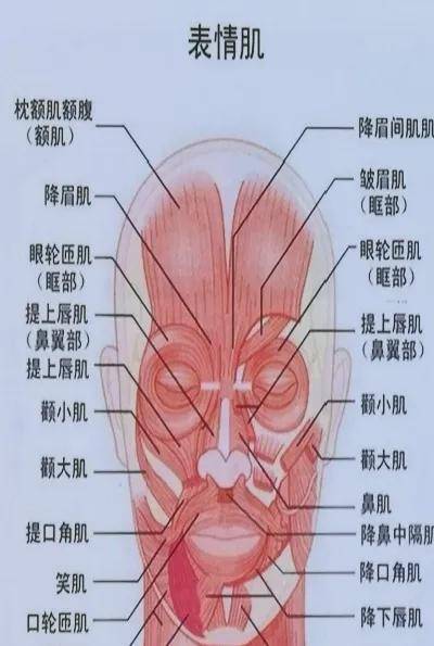 降眉间肌解剖图片