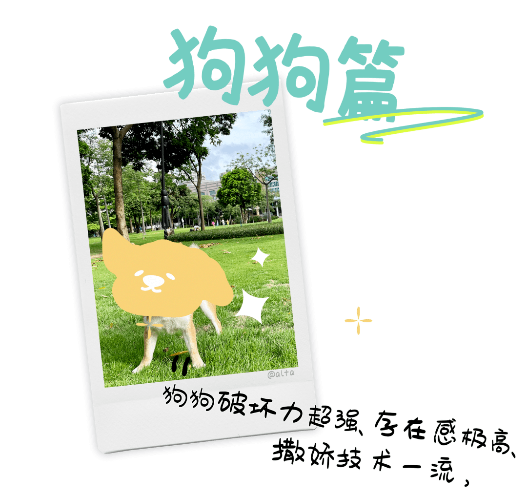 因为|吸完几百只猫猫狗狗,我们从中选出了30只最可爱的给你